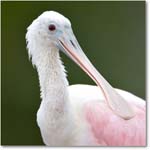RoseateSpoonbill-MerrittNWR-2011Feb_S3A4848 copy