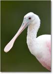 RoseateSpoonbill-MerrittNWR-2011Feb_S3A4861 copy
