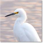 SnowyEgret-MerrittNWR-2011Feb_S3A4620 copy