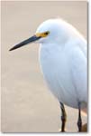 SnowyEgret-MerrittNWR-2011Feb_S3A4661 copy