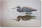 TricolorHeron-MerrittNWR-2011Feb_S3A4710 copy