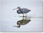 TricolorHeron-MerrittNWR-2011Feb_S3A4722 copy