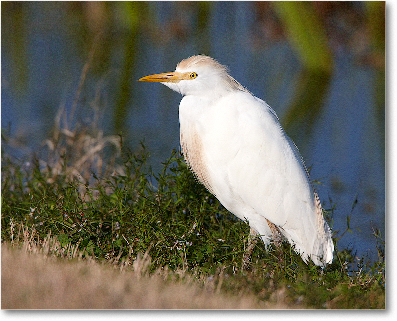 CattleEgret-VieraWetlandsFL-2011Feb_S3A6099