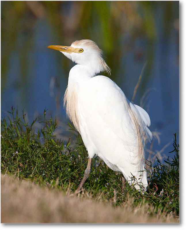 CattleEgret-VieraWetlandsFL-2011Feb_S3A6113