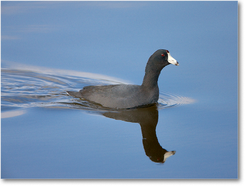 Coot-VieraWetlandsFL-2011Feb_S3A5210