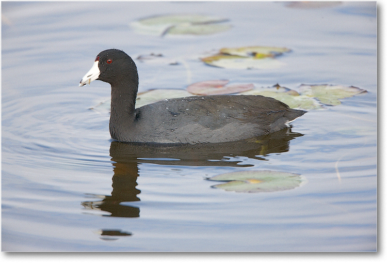 Coot-VieraWetlandsFL-2011Feb_S3A5233