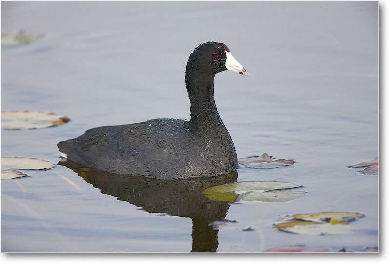 Coot-VieraWetlandsFL-2011Feb_S3A5237