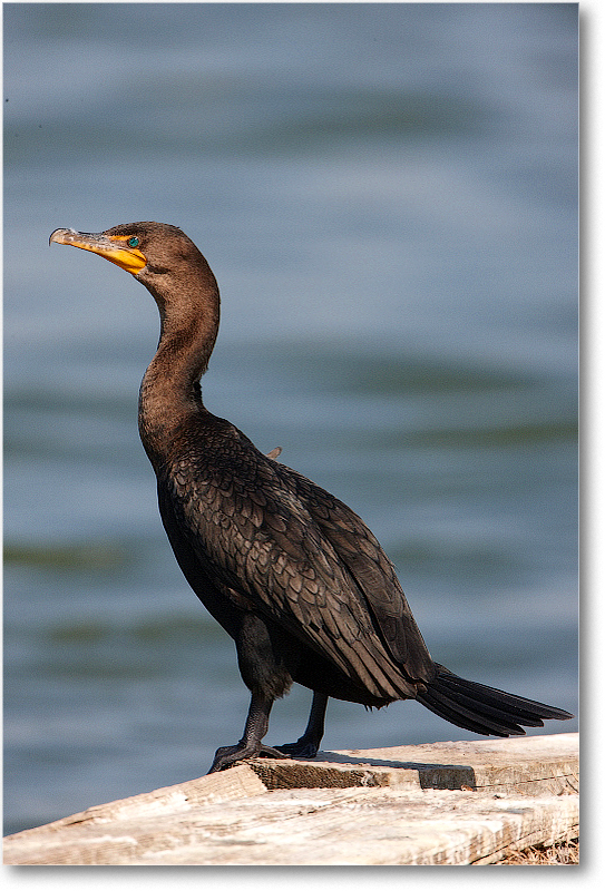Cormorant-VieraWetlandsFL-2011Feb_S3A6013