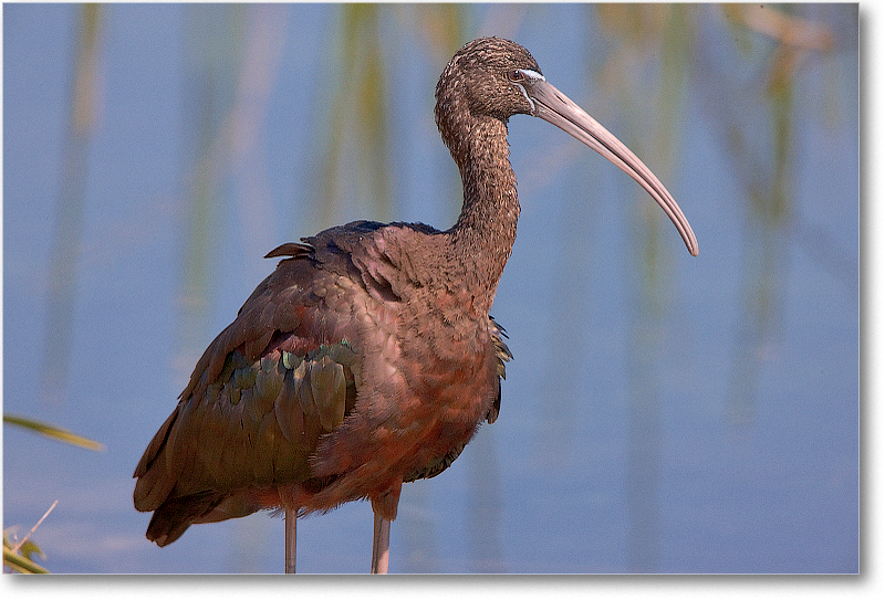 GlossyIbis-VieraWetlandsFL-2011Feb_S3A5902