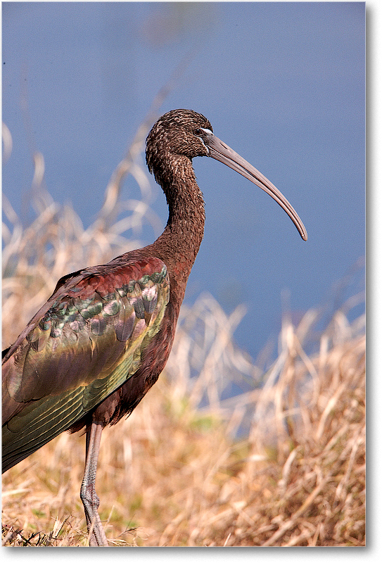 GlossyIbis-VieraWetlandsFL-2011Feb_S3A5925