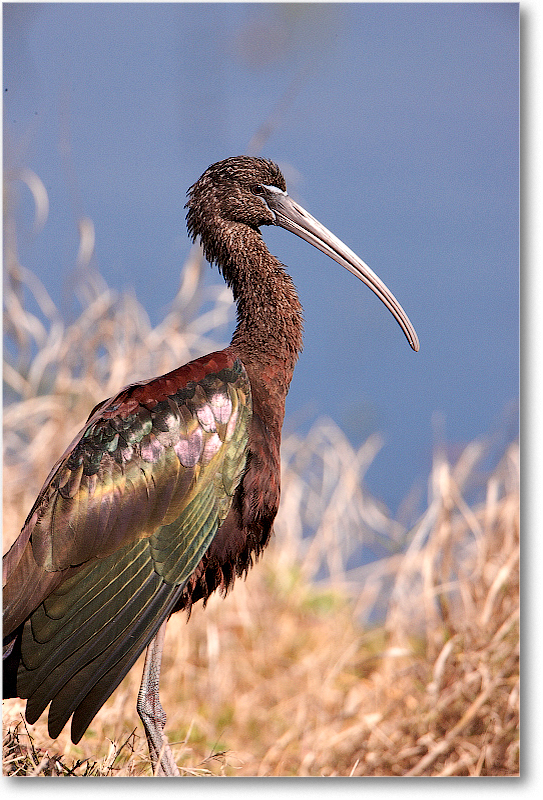 GlossyIbis-VieraWetlandsFL-2011Feb_S3A5928