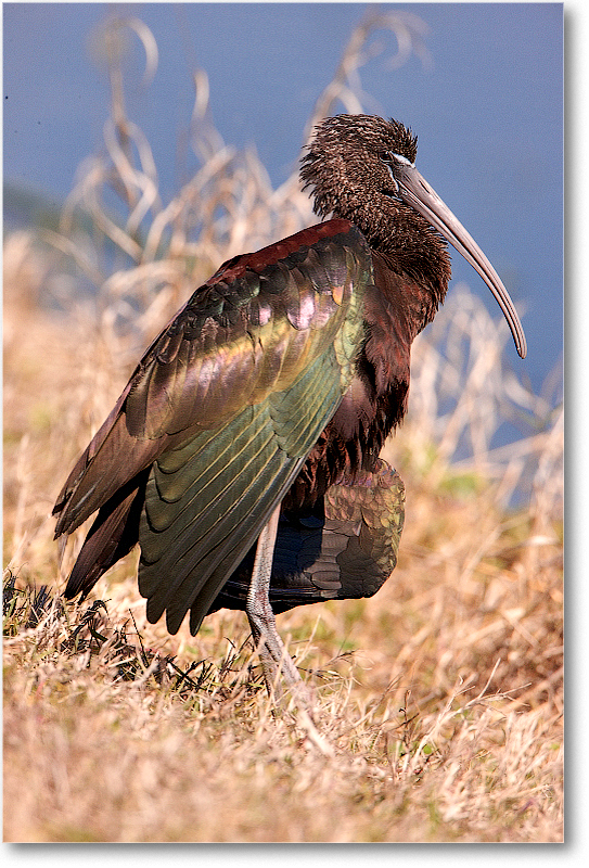 GlossyIbis-VieraWetlandsFL-2011Feb_S3A5932