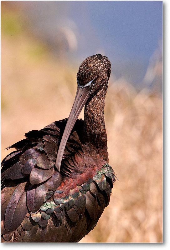 GlossyIbis-VieraWetlandsFL-2011Feb_S3A5939