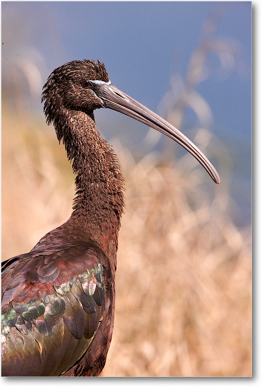 GlossyIbis-VieraWetlandsFL-2011Feb_S3A5982