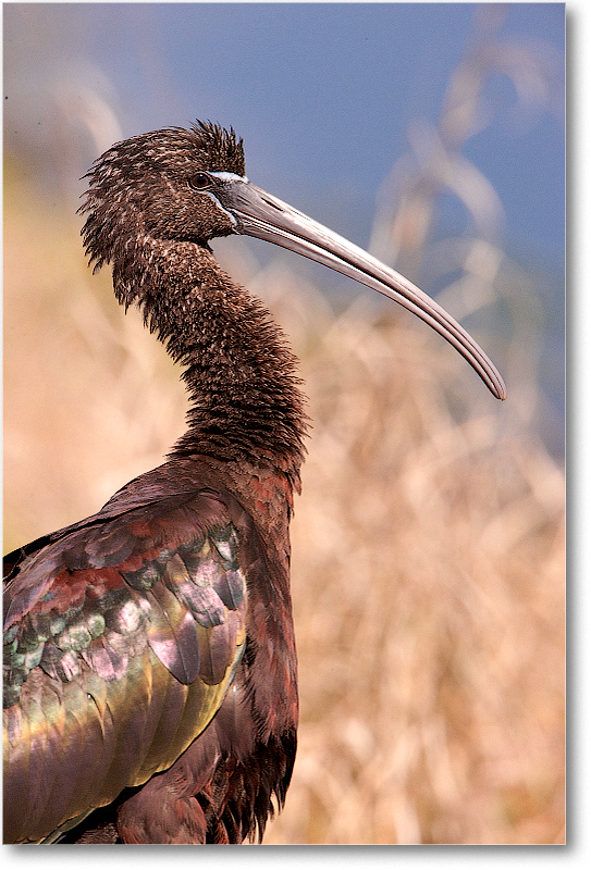 GlossyIbis-VieraWetlandsFL-2011Feb_S3A5988