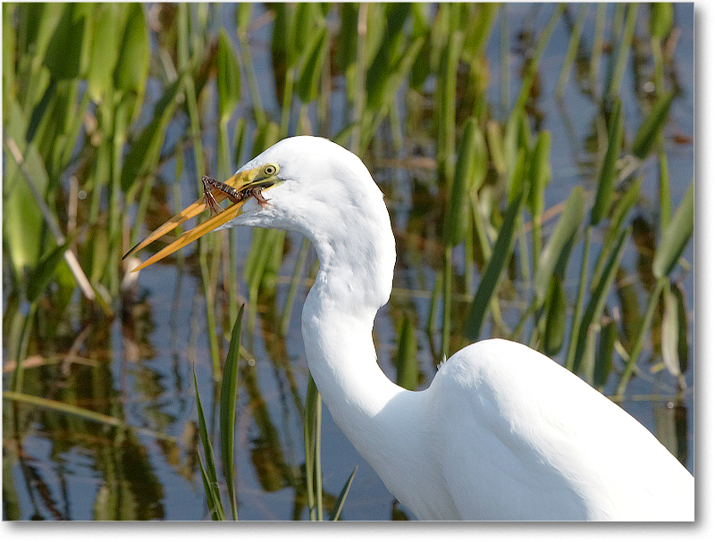 GreatEgret&Meal-VieraWetlandsFL-2011Feb_D4A1814