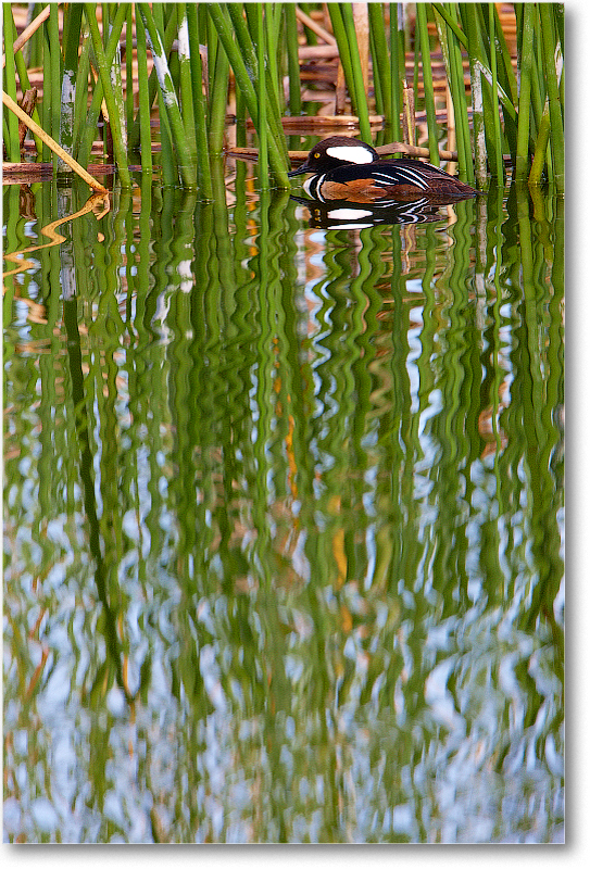 HoodedMerganzerMale-VieraWetlandsFL-2011Feb_S3A5445