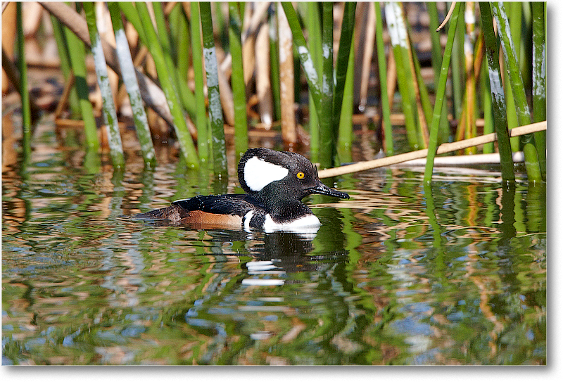 HoodedMerganzerMale-VieraWetlandsFL-2011Feb_S3A5672