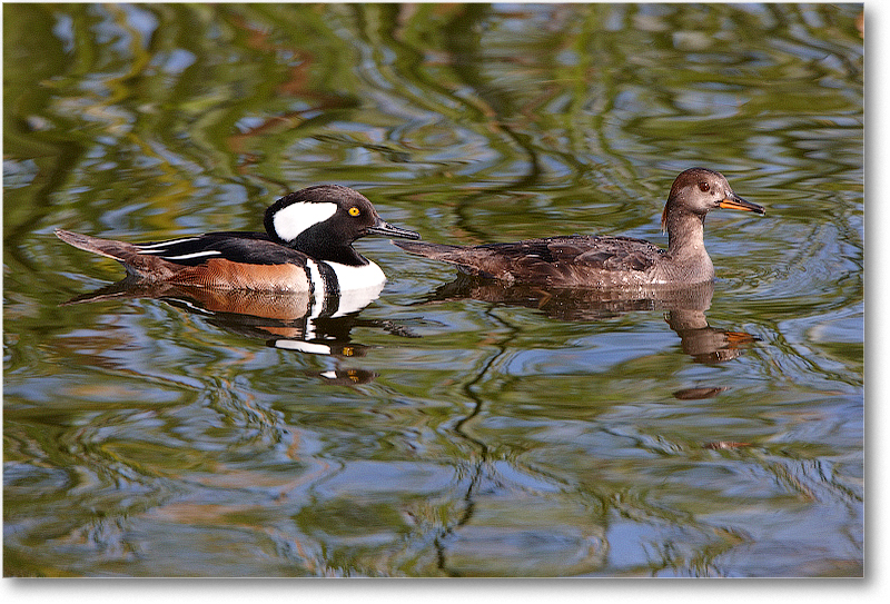 HoodedMerganzerPair-VieraWetlandsFL-2011Feb_S3A5578