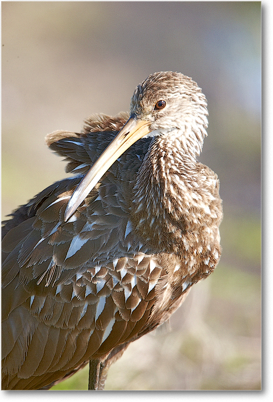 Limpkin-VieraWetlandsFL-2011Feb_S3A5761