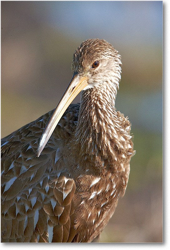 Limpkin-VieraWetlandsFL-2011Feb_S3A5804