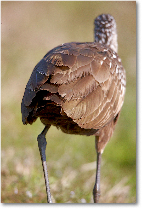 Limpkin-VieraWetlandsFL-2011Feb_S3A5817