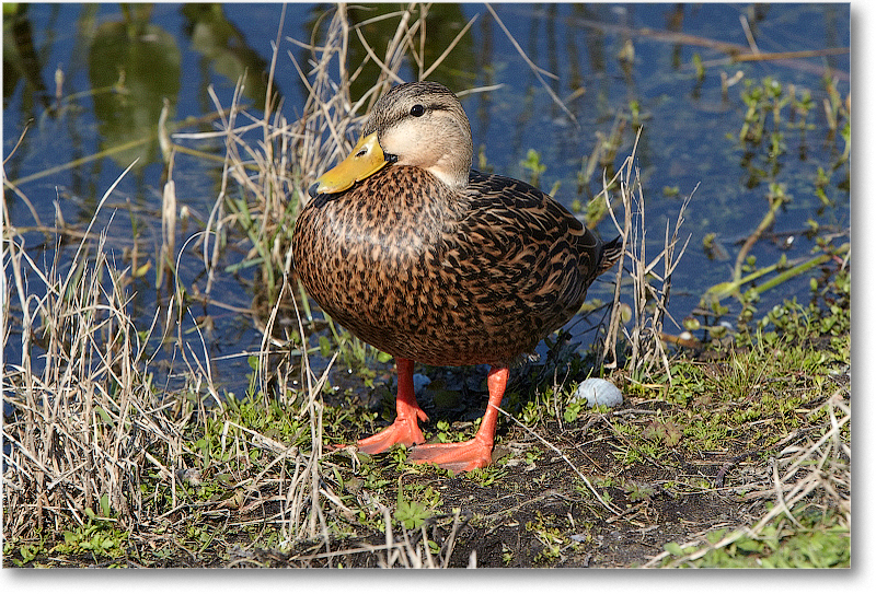 MallardFemale&Egg-VieraWetlandsFL-2011Feb_D4A1819