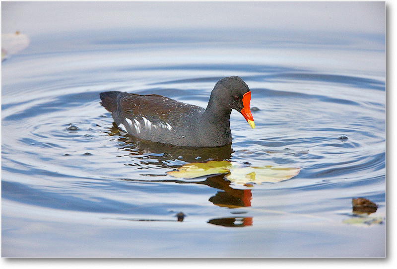 Moorhen-VieraWetlandsFL-2011Feb_S3A5185
