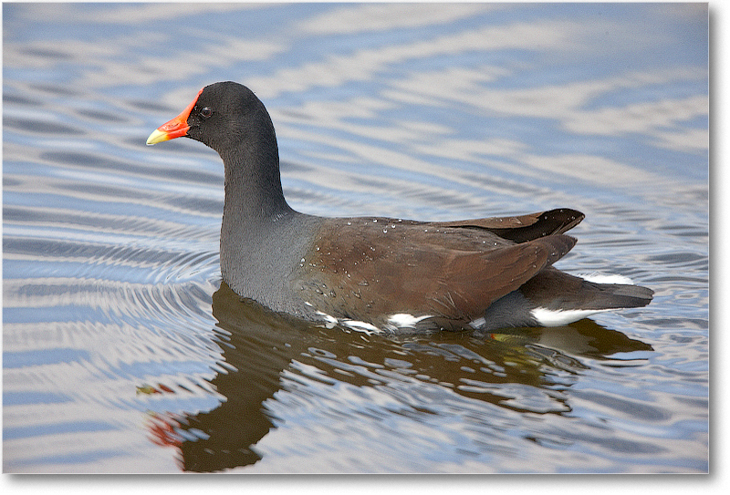 Moorhen-VieraWetlandsFL-2011Feb_S3A5297