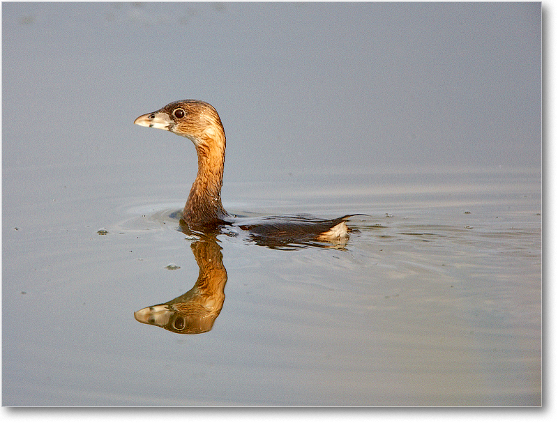 PiedBillGrebe-VieraWetlandsFL-2011Feb_S3A5016