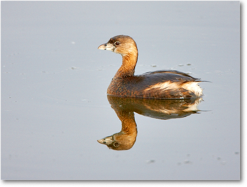 PiedBillGrebe-VieraWetlandsFL-2011Feb_S3A5019