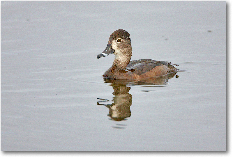 RingNeckDuckFemale-VieraWetlandsFL-2011Feb_S3A5122