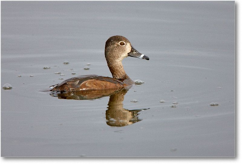RingNeckDuckFemale-VieraWetlandsFL-2011Feb_S3A5146