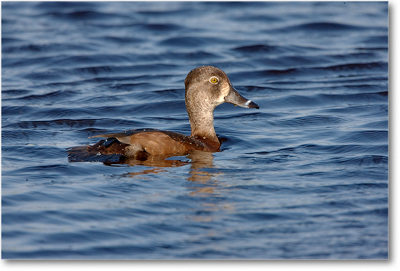 RingNeckDuckFemale-VieraWetlandsFL-2011Feb_S3A6139