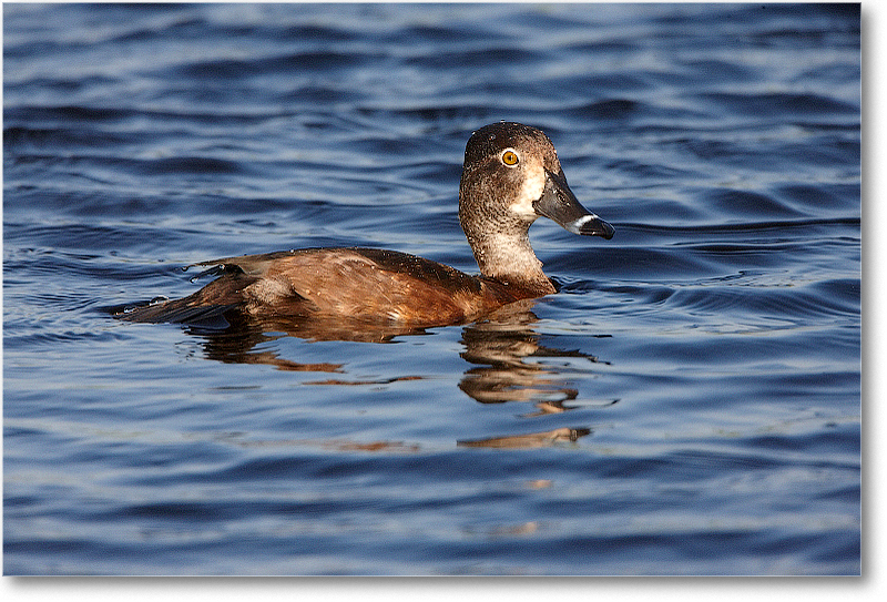 RingNeckDuckFemale-VieraWetlandsFL-2011Feb_S3A6175