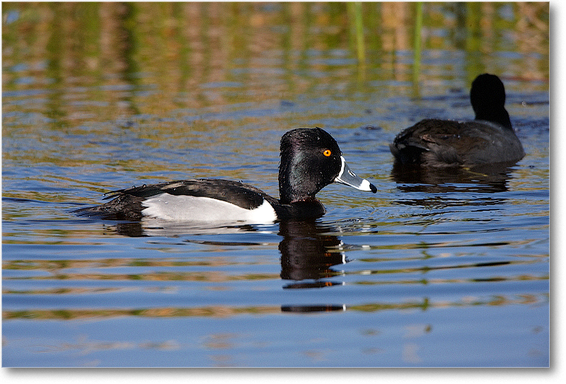RingNeckDuckMale-VieraWetlandsFL-2011Feb_S3A5697