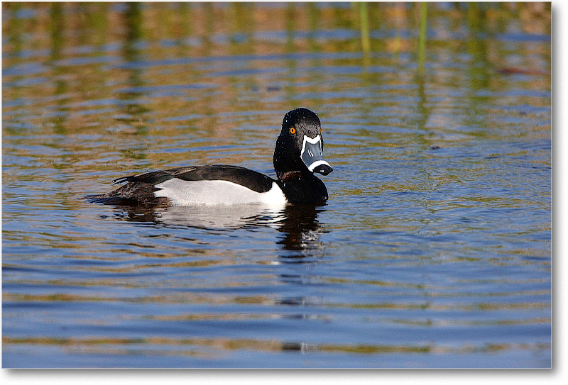 RingNeckDuckMale-VieraWetlandsFL-2011Feb_S3A5705