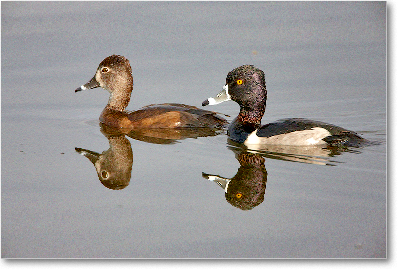 RingNeckDuckPair-VieraWetlandsFL-2011Feb_S3A5149