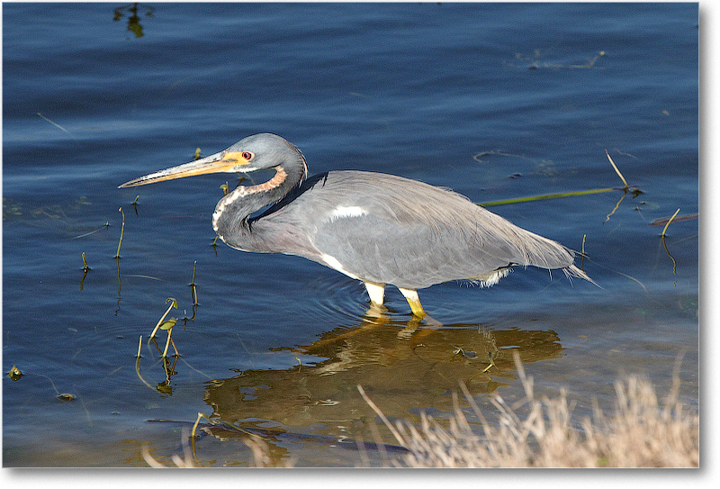 TricolorHeron-VieraWetlandsFL-2011Feb_D4A1759