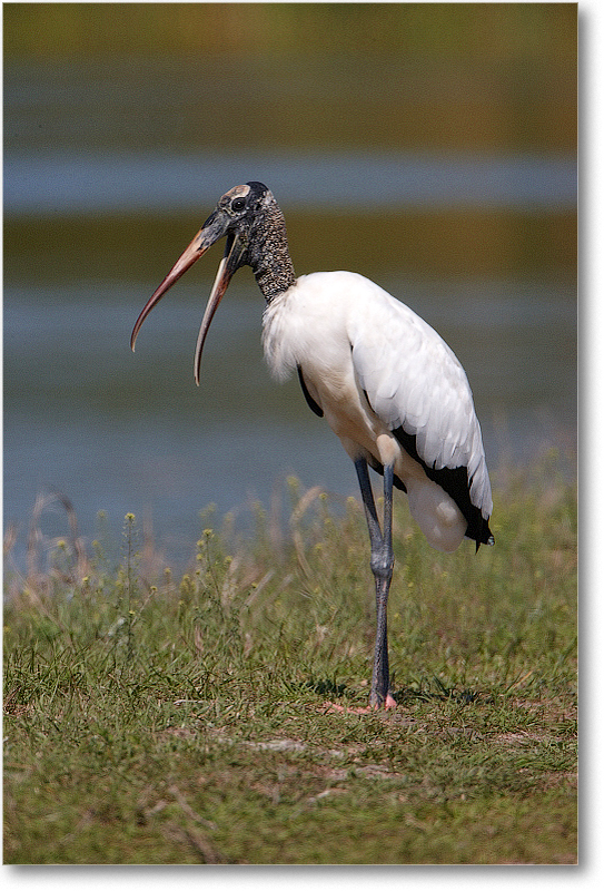 WoodStork-VieraWetlandsFL-2011Feb_S3A5564