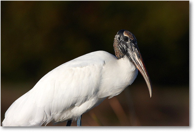 WoodStork-VieraWetlandsFL-2011Feb_S3A5883