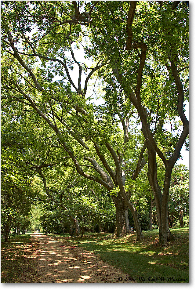 BerkeleyPlantation_2006Jul__E0K7529 copy