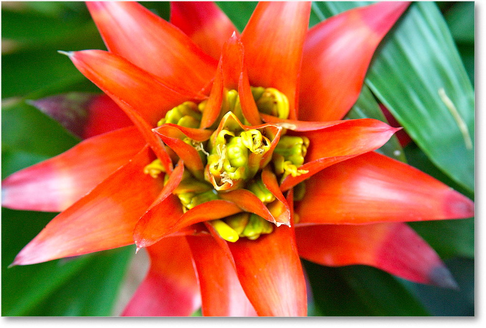 Bromeliad-2005June-BiltmoreNC-1FFT7543 copy