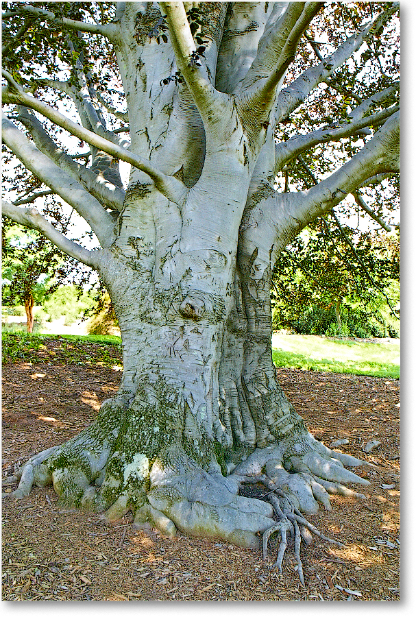TreeTrunk-2005June-BiltmoreNC1FFT7541 copy