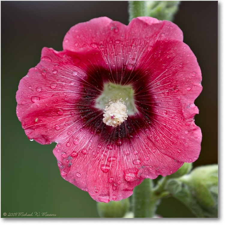 Hollyhock_Biltmore_2009June_VE0K9561_3