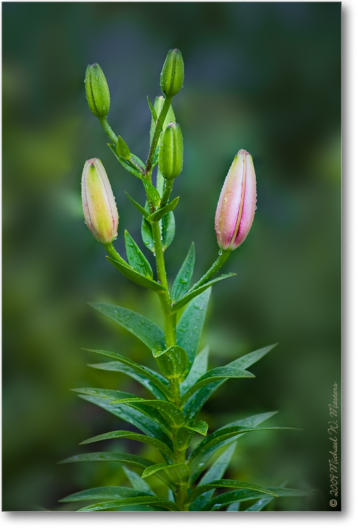 PinkBud_Biltmore_2009June_VE0K9548(BGblur)