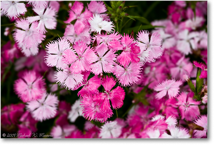 PinkFlowers_Biltmore_2009June_VE0K9556(BGblur)