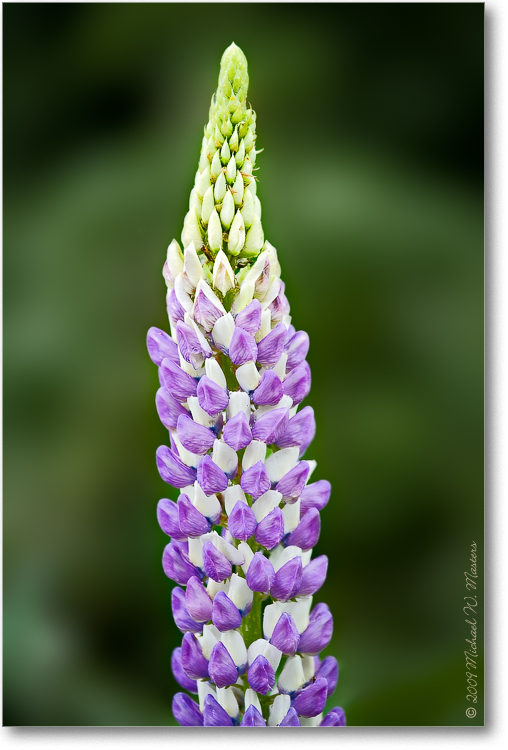 PurpleFlower_Biltmore_2009June_VE0K9550(BGblur)