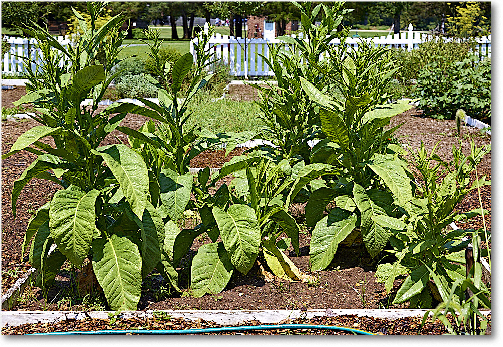 FerryFarm_Garden_2021Aug_R5B04157