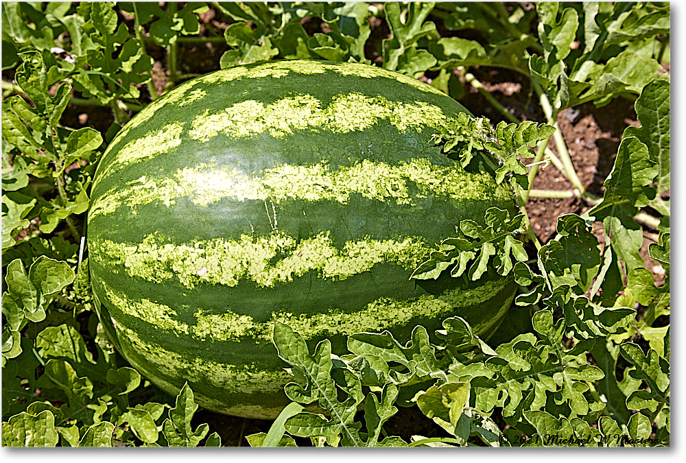 FerryFarm_Garden_2021Aug_R5B04162